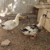 اردک نر و ماده