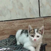 واگذاری کاملا رایگان دو بچه گربه