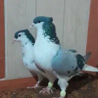 کفتر