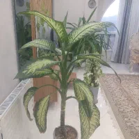 گل دیفن باخیا