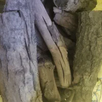 زغال کبابی