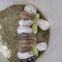همستر کمپل