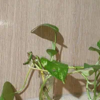 گلدون های فانتزی و کوچیک برای دکور خونه و محل کار