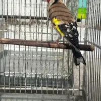 جوجه سهره قناری خاکی شاتخم