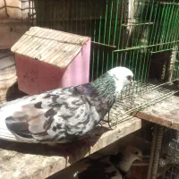 شازده|پرنده|رودان, |دیوار