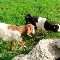 ۲عدد تیشتر ماده