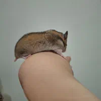 همستر|موش و خرگوش|سنندج, |دیوار