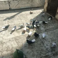 کفتر|پرنده|محمدیه-قزوین, |دیوار