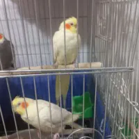 عروس هلندی ماده کاملا دستی و بازیگوش