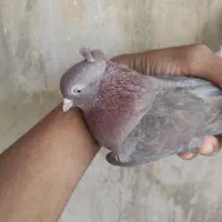 طافته ماده چشم نوک