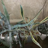 آلوئه ورا/باغ گل/کاکتوس/گیاه زینتی