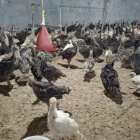 جوجه بوقلمون برنز و مرغ و خروس دوماهه