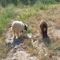 با سلام عدد بره ماده