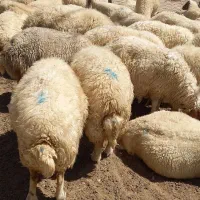 گوسفند