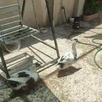یک جفت اردک