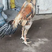 اوشامو