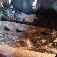 کفتر پلنگ کنسول بازی