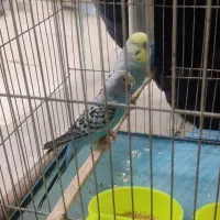 مرغ عشق با قفس