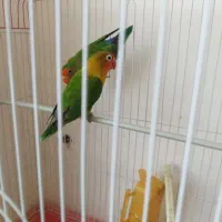 کوتوله، مرغ عشق، فنچ
