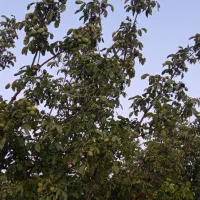 اجاره باغ گردو