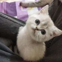 گربه بریتیش ماده سیلور چشم آبی