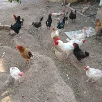 فروش مرغ
