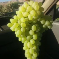 اجاره-باغ-انگور-عسگری