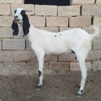 دوعدد تی بز خارجی اصل دوقلوزا