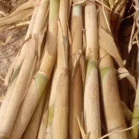 فروش نی