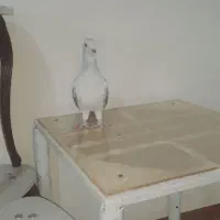 بدرنگ شامی افغان ماده