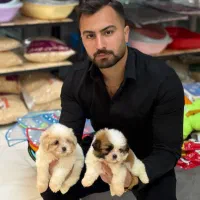 انواع توله سگ شیتزوعروسکی/کراس/فلت اصیل