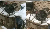 بوقلمون
