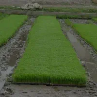 سینی نشا برنج