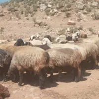 میش داشتی