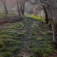 زمین،باغ|فروش زمین و ملک کلنگی|هشتگرد, خور|دیوار