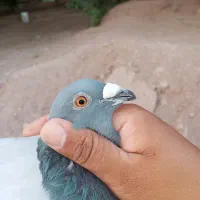 کبوتر پرشی