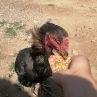 خروس لاری اصیل