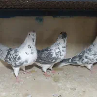 چهار عدد کفتر ماده سوسکی دم سفید تیرماهی