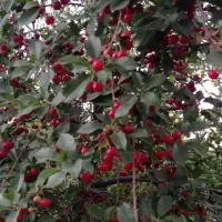 سه هزارمتر باغ گردو  بارده بهمراه درخت آلبالو