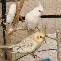 عروس هلندی