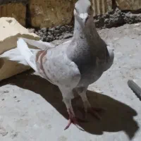 ۴تاکفتر بهبونی و پلاکی وشهری  خوب
