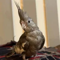 جوجه عروس‌هلندی وایت فیس