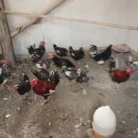 تخم مرغ گلین لری اصل