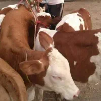 گوساله دورگ محلی و سیمنتال در تاکستان