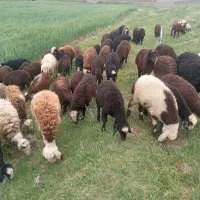 بره پرواری
