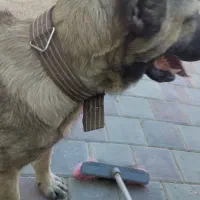 سگ سرابی