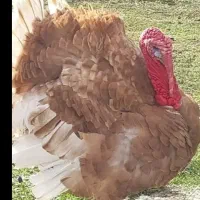 بوقلمون نر جوان