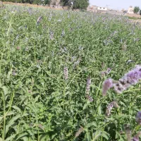 نعنا گلدار درجه۱ مخصوص عرقگیری برداشت روز