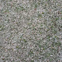بذر نخودفرنگی ولف هلندی نسل f2