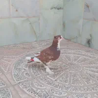 کبوتر زینتی خوشگل